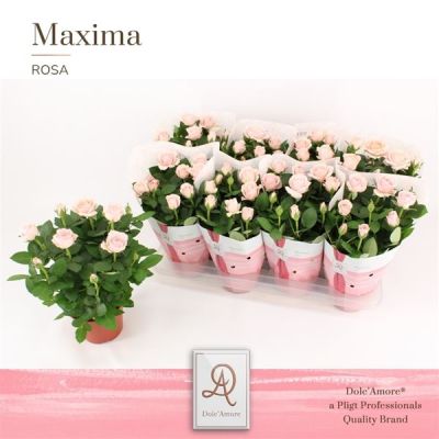Rosa Amorosa Infinity Soft Pink Potroos Infinity Princess P14 Dolc'Amore® 135802