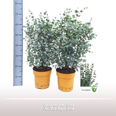 Eucalyptus gunnii  136860