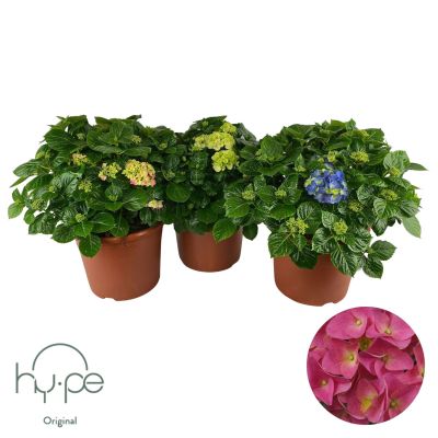 Hydrangea macrophylla Hydrangea Mophead mix 15+ | Hy-pe Original 137139