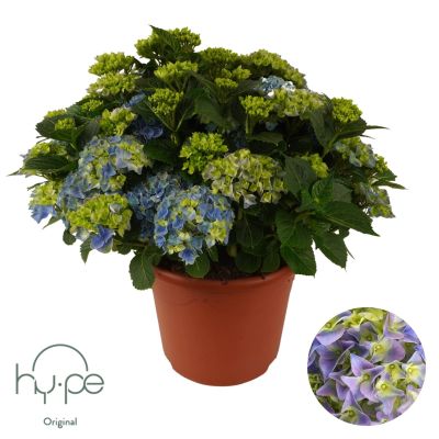 Hydrangea macrophylla sonstig Hydrangea Mophead Blue 15+ | Hy-pe Original 137140