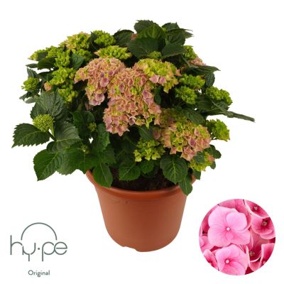 Hydrangea macrophylla sonstig Hydrangea Mophead Pink 15+ | Hy-pe Original 137141