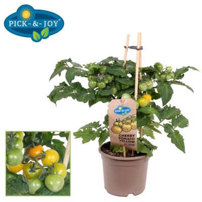 Tomaten PICK-&-JOY® Cherry Tomato Yellow 137293