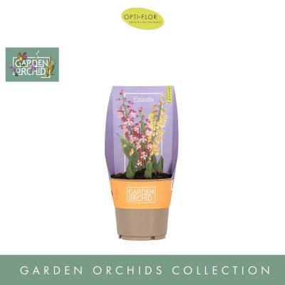 Calanthe Garden Orchids Calanthe 3+ mix 137342
